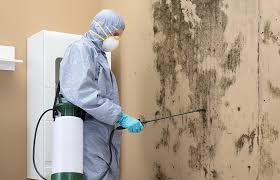 Why You Should Choose Our Mold Remediation Services in Hudson, IA